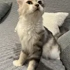 قطه للتبني