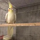 انثى كروان لاتينو منتجه و اليفه (( تم البيع ))