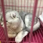 قط تربل فولد