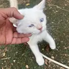 قطة صغيرة
