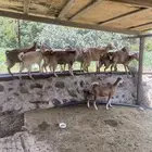 معزا جنوبيه 10
