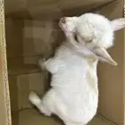 ماعز قزم بيور للبيع