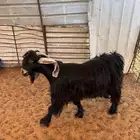 تيس عارضي فحل