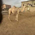 اركه لقحه كفووو