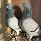 للبيع اربع اجواز زاجل سباق منتجه