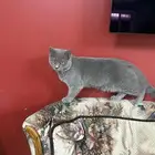 قط بريطاني للتبني ذكر