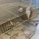 بغبغاء كروان وروز والبينو