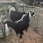 معزا 7 معه 11