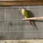 كنور الاناس كان جوز ومنتج ومات الانثى او الذكر