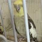 كوكتيل cocktail