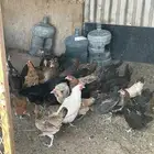 الذيبيه