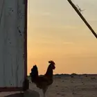 ديكه البيع