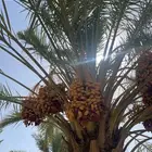 تمر صفري للبيع في بيشة   جعبة