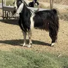 تيس فحل عارضي