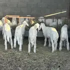 غنم حري للبيع