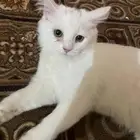 للبيع قط