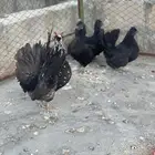 طقم حباحب لون أسود مستوى طيب