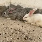 أرانب للبيع اثنتان فقط