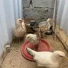 دجاجه شوكيه مفرخه عليهاء ثلاثه جمد