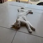 قطه للبيع