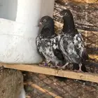 حمام بكستاني