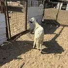 الشميسي طريق الخواجات