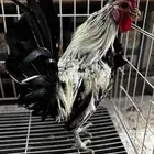 زوج دجاج كويتي من اهل هزاز