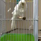 ذكر كناري بارزيان فتله و جرم