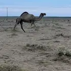 الحمرا الطيبه ضريبه سنها شاق