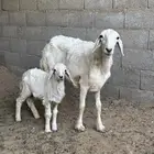 شاه رباع خلفه