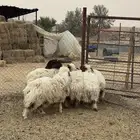 غنم نعيم