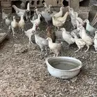 دجاج فيومي ولوهمان