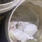زغاليل