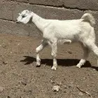 عناقين ترضع
