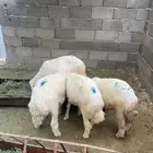طليان
