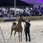 فرس مكس جمال لقاح ثقيل تم البيع
