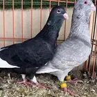 جوز حمام شامي مساويد