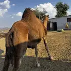 ناقه حايل و مشرحه