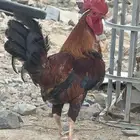 جده الحرازات
