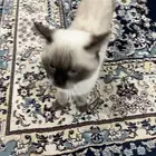 قطة انثى نوع سياميه