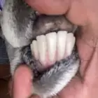 شاه السن واضح فالصوره ورخل وطلي
