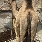 بكره صفر كفو تم البيع