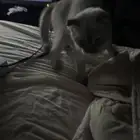 قط سكوتش للتبني