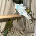 طيور بادجي للبيع مشكله