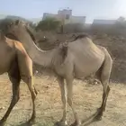منقيه مسيوم فيها ب 9500 ثني