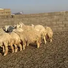 حريات حرش فاخره