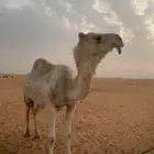 خلفه الناقه فيها اعصبها