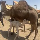 ناقه صفراءثنو هديه وتحتها بكره مصغر