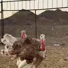 ديكين رومي