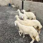 رخيل حريات